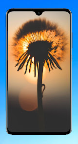 Imágen 12 Dandelion Wallpaper HD android