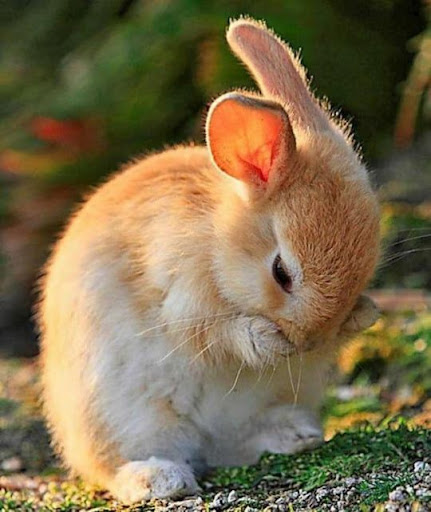 Little Bunnies Screen 3