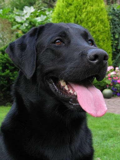 Labrador Retriever Wallpapers Screen 3