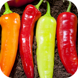 Hot Chili Peppers Wallpaper icon
