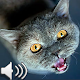 أصوات الحيوانات تنزيل على نظام Windows