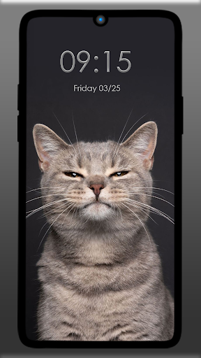 Cat Wallpaper Cute 4k Screen 2