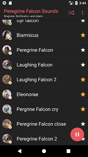 Peregrine Falcon Sounds Screen 3