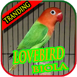 Kicau Lovebird Biola Terbaru icon
