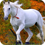 Cover Image of Baixar Horse Full HD Wallpaper  APK