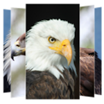 Cover Image of Unduh Eagle Wallpaper 2.0.0 APK