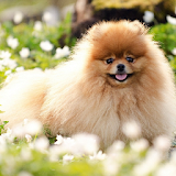 Pomeranian Dogs Wallpapers icon