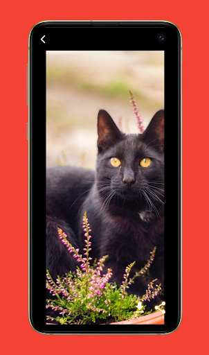 Cute Cat Wallpapers HD Screen 3