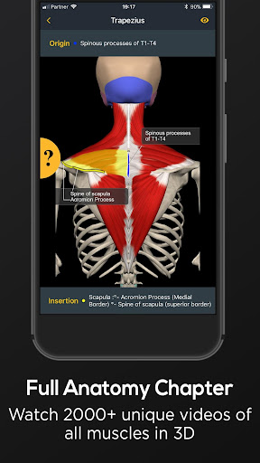 Screenshot of Posture by Muscle & Motion