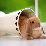 Lovely Rabbit Pet icon