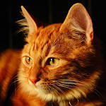 Cover Image of Descargar Gato encantador que habla  APK