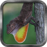 Jungle Lizard Live Wallpaper icon