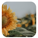 Cover Image of डाउनलोड Flowers & Leaf Wallpapers 1.0.0 APK