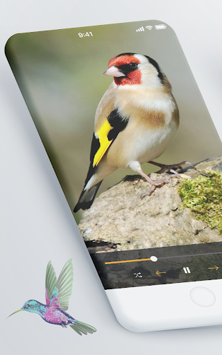 Android application chants chardonneret et canari screenshort