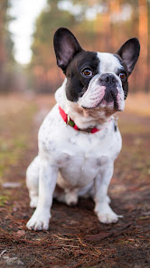 Screenshot 14 French Bulldog Wallpaper android