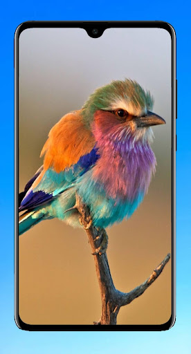 Bird Wallpaper HD Screen 3