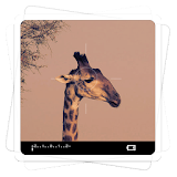 Aviary Effects: Viewfinder icon