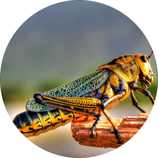 Locust Grasshopper Sounds Google Play のアプリ