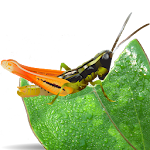 Cover Image of ดาวน์โหลด Grasshoppers of the Western US 1.2.4 APK