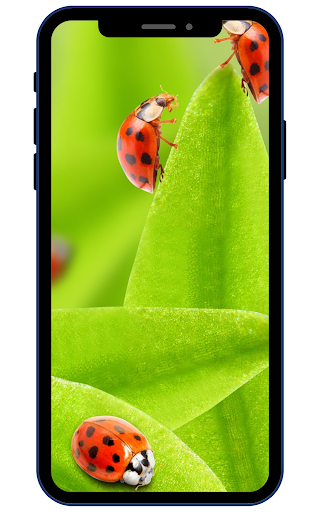 Ladybug Wallpapers Screen 2
