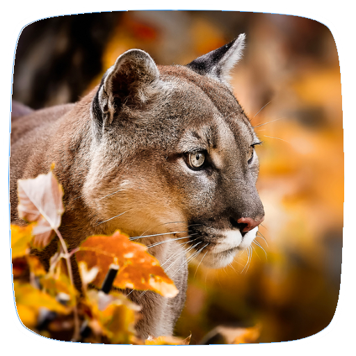 Cougar Sounds logo