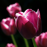 tulips flower wallpaper icon