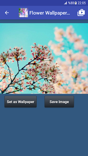 Flower Wallpapers