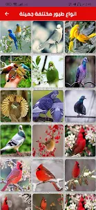 خلفيات طيور جميلة