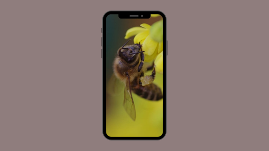 Bee Wallpapers and Backgrounds