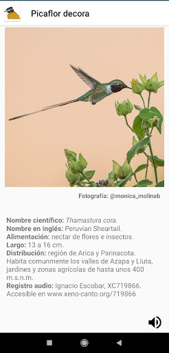 Aves Chile Screen 3