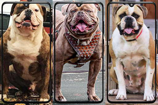 Pitbull Wallpaper Screen 2