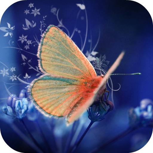 Butterfly Video Live Wallpaper  Icon