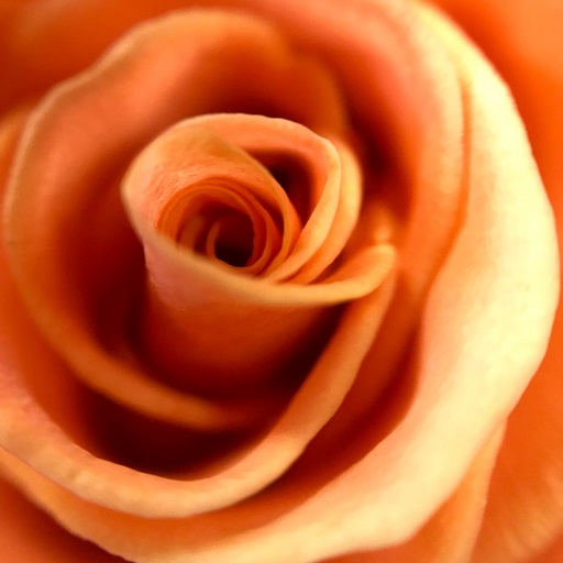 Orange Rose Wallpapers