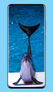 Dolphin Background:HD Pictures 2 APK + Мод (Unlimited money) за Android