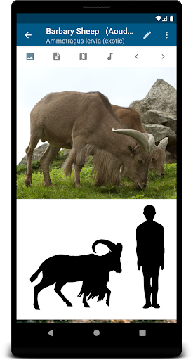 Stuarts European Mammals Screen 2