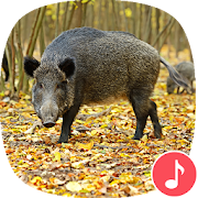 Appp.io - Wild Boar Sounds