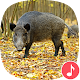 Appp.io - Wild Boar Sounds Download on Windows