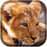 Little Lion King of Beasts LWP icon