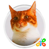 Live HD Cat Wallpaper icon