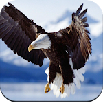 Cover Image of 下载 Eagle Wallpaper HD  APK