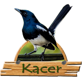 Kicau Kacer Offline Om icon