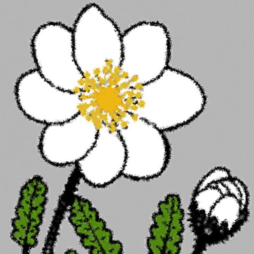 NT Wildflowers logo