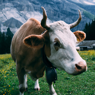 Cow Wallpapers apk
