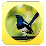Kacer Birdsound :Magpie Robin icon