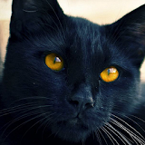 black cat live wallpaper icon