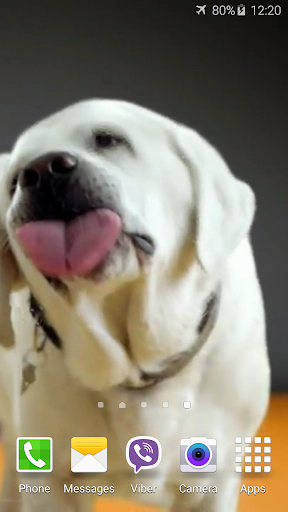 Dog Licks Screen 4K Wallpaper Screen 2