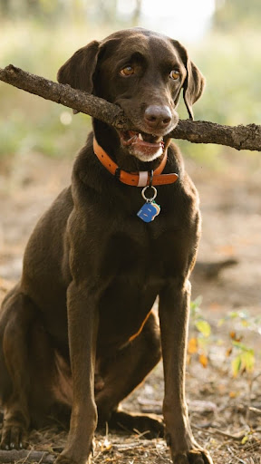 Labrador retriever Dog