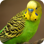 Cover Image of ダウンロード Parakeet Sounds 1.6 APK
