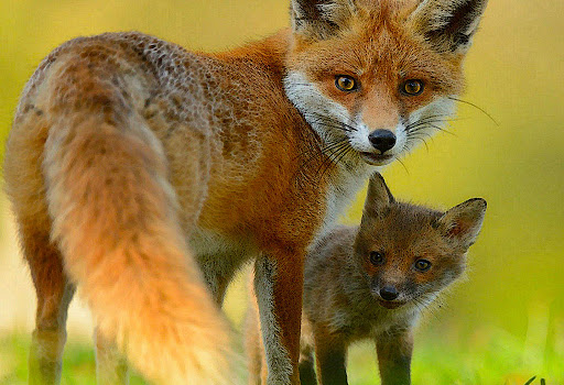 Android application Cute wallpaper fox hd screenshort