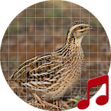 Rain quail bird Sounds ~ Sboard.pro icon